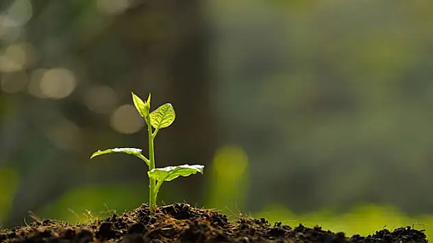 Saadet Partisi'nden fidan dikme kampanyası