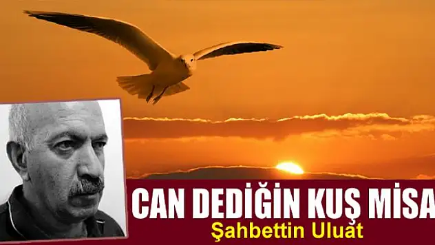 Can dediğin kuş misali...