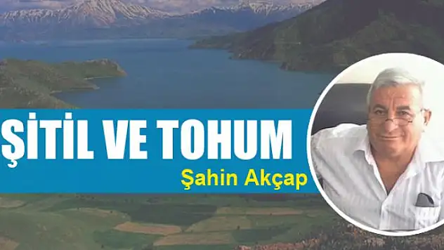 Şitil ve tohum