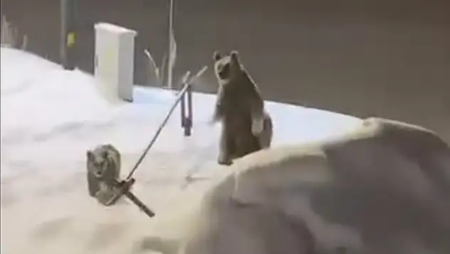 Sarıkamış'ta anne ve yavru ayılar görüntülendi