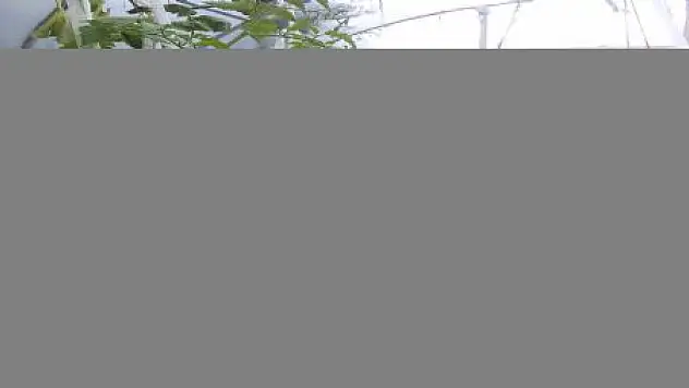 SEBZELERİNİ KENDİLERİ YETİŞTİRİYOR