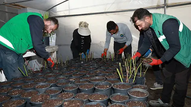 Seralarda kışın ilk fideleri dikiliyor