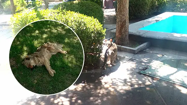 Sıcaklar sokak hayvanlarını tehdit ediyor