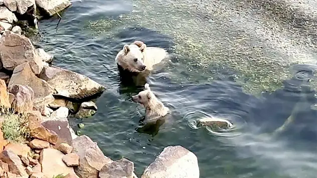Sıcaktan bunalan ayılar kendilerini Nemrut'un serin sularına attı