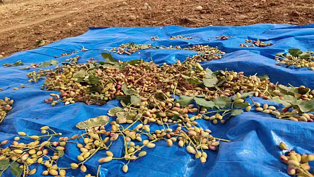 Siirt'te fıstık hasadında sona gelindi
