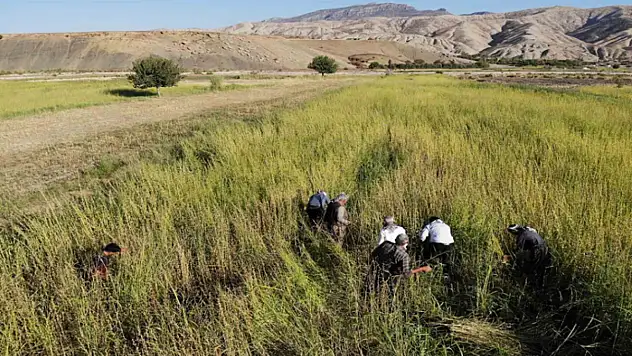 Şırnak'ta 5 bin dekar alandan 300 ton susam rekoltesi bekleniyor