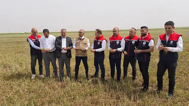 Şırnak'ta susuz tarım ürünlerinde erken kuruma başladı
