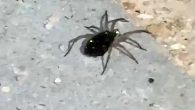 Sırtında yavrularıyla birlikte görüntülendi