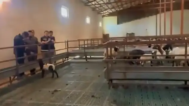 Şişman'dan yetiştiricilere ziyaret