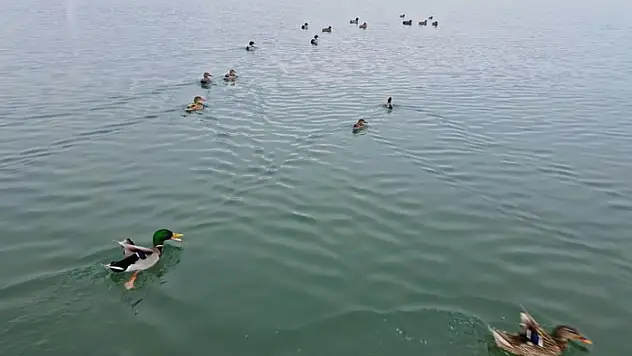Soğuk hava sazlıkları dondurdu, Kuşlar Van Gölü'ne akın etti