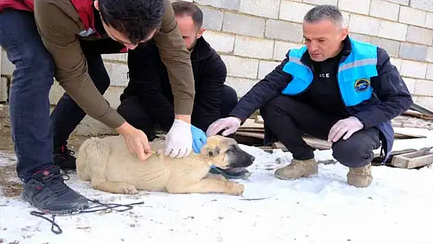 Sokak hayvanları için aşı çalışması yapıldı