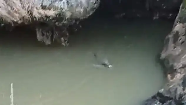 Su samuru balık avlarken görüntülendi