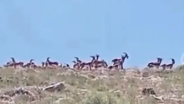 Sürü halindeki yaban keçileri görüntülendi