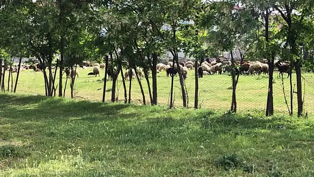 Sürü otlatma kavgası: 1 yaralı