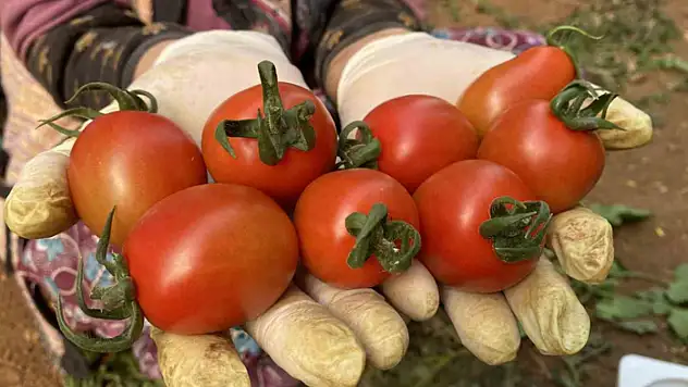 Tarım Antalya'yı ihracatta sırtladı