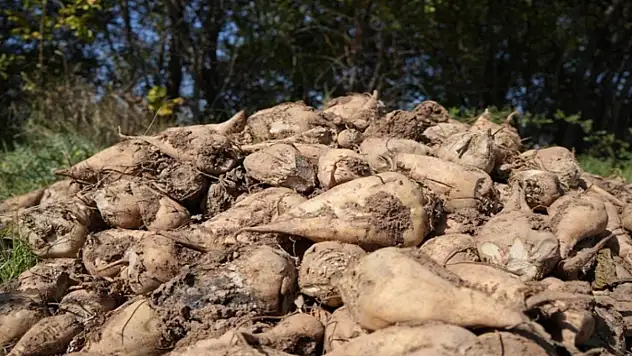Tarım Bakanlığı: Kuraklık nedeniyle şeker pancarı üretimini kısıtlamayacağız