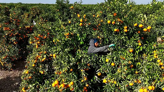 Tarım işçilerinin grevi mandalinayı dalında bıraktı: Kilosu 3 liraya kadar geriledi