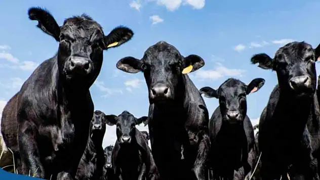 Tarım ve Orman Bakanlığından hayvan yetiştiricilerine gebe düve desteği