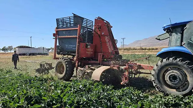 Tarımın kalbi Adilcevaz'da pancar sökümüne başlandı