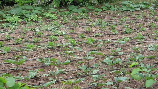Tarımsal sulamada 'kamu spotu' önerisi