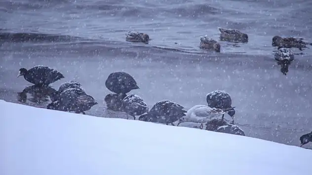 Tatvan'a kış ortasında kuş akını