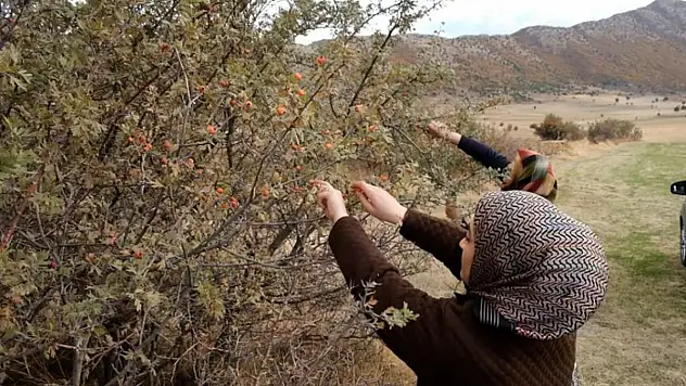 Tatvan'da alıç hasadı