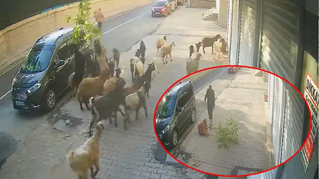 Tatvan'da keçinin inadı limon ağacını devirdi