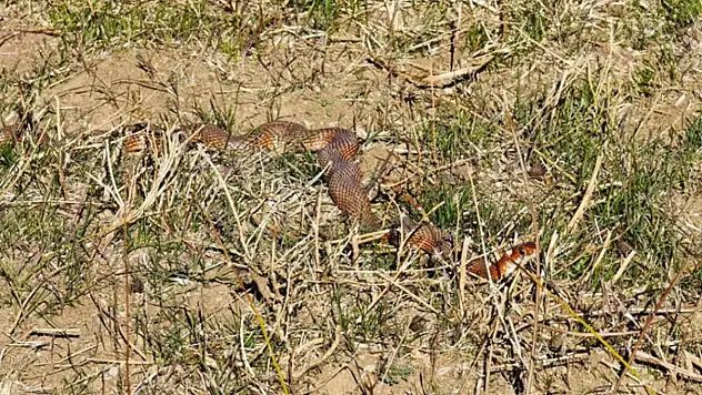 Tatvan'da nadir görülen kırmızı yılan görüntülendi