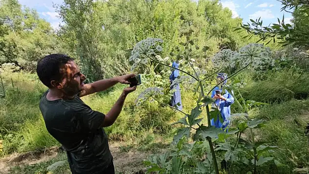 Tatvan'da rengarenk kelebekler görsel şölen sunuyor