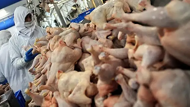 Tavuk eti üretimi ayılık yüzde 18,4 arttı