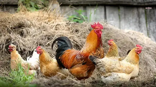 Tavuk eti üretimi Haziran ayında yüzde 16,2 azaldı