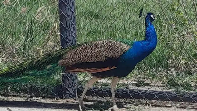 Tavus kuşları emin ellerde