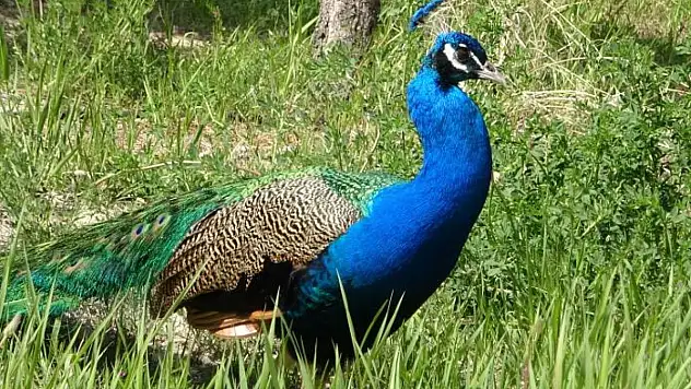 Tavus kuşları Van YYÜ'nün kalıcı misafirleri oldu