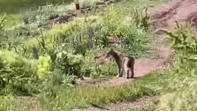 Tercan'da vaşak görüntülendi