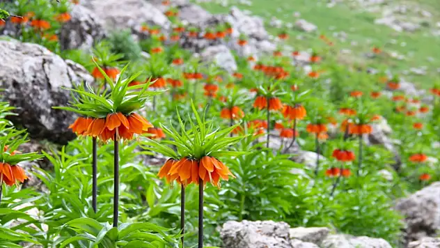 Ters lalelerin koparılmasının cezası 244 bin 315 TL