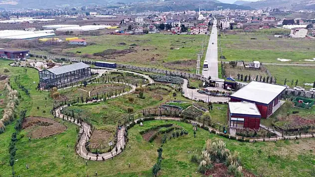 Tıbbı Aromatik Bitkiler Bahçesi'nde ıtır hasadı başladı