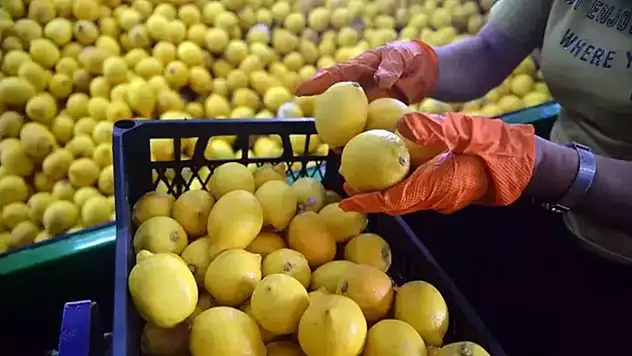 Ticaret Bakanlığı'ndan limon ve elmaya ihracat düzenlemesi