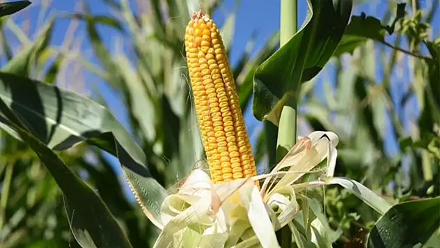 Ticaret Bakanlığı'ndan mısıra tarife kontenjanı