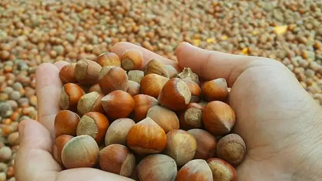 TMO fındık alımını durdurdu