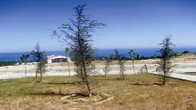 TOKİ Konut Alanlarında Ağaçlar Susuzluktan Kurudu