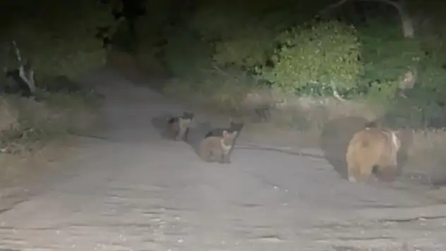 Tunceli'de anne ayı ve 2 yavrusu yiyecek ararken görüldü