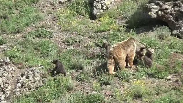 Tunceli'de anne ayı ve 3 yavrusu yiyecek ararken görüntülendi