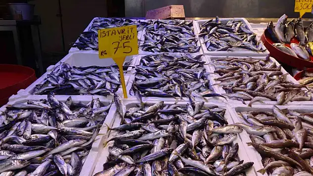 Türkiye'de 1 Eylül'de başlayan balık avı sezonu 15 Nisan'da sona erecek