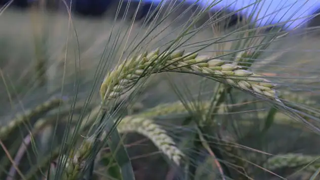 Türkiye'de hububatı, don, kuraklık ve fare tehdit ediyor