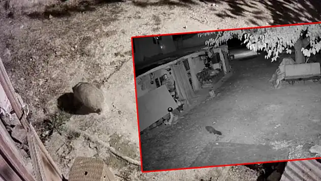 Türkiye'de nadir görülen bal porsuğu ile sansar görüntülendi