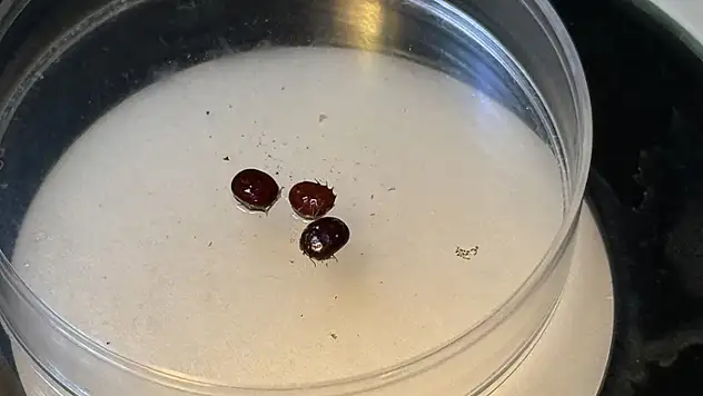 Türkiye'nin kene faunası değişiyor