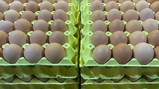 Üniversiteli tavukların yumurtaları daha hesaplı