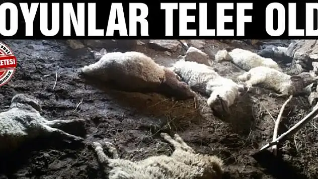 Başkale'de 40 koyun telef oldu