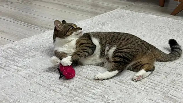 Uzmandan evcil hayvanlarda aşı uyarısı