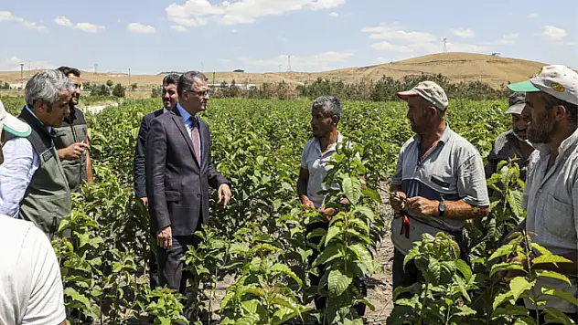 Vali Balcı fidanlık alanında incelemelerde bulundu